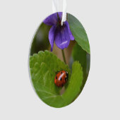 Ladybug sur les fleurs de violet doux (devant)