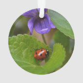 Ladybug sur les fleurs de violet doux (dos)