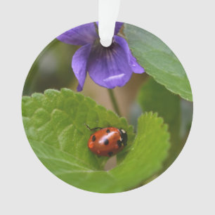 Ladybug sur les fleurs de violet doux