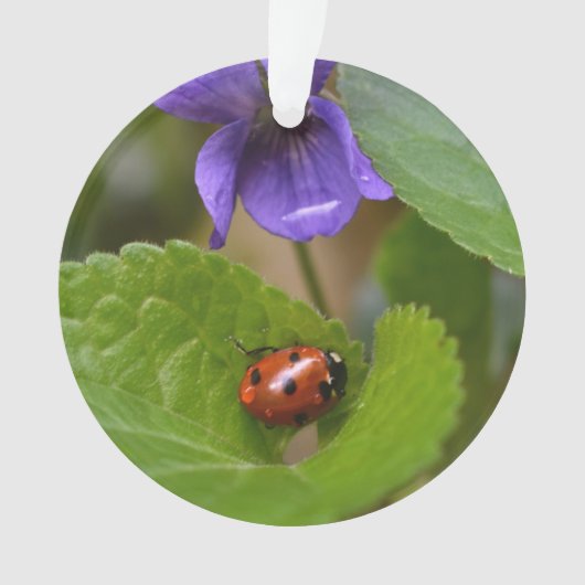 Ladybug sur les fleurs de violet doux (devant)