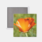 Ladybug sur Poppy Magnet (Recto/Verso)