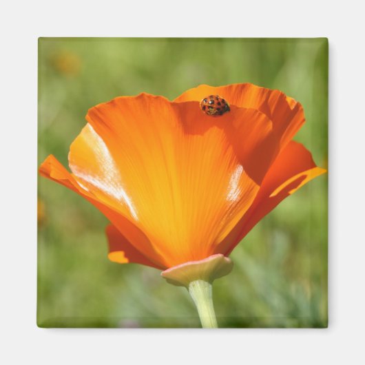 Ladybug sur Poppy Magnet (Devant)