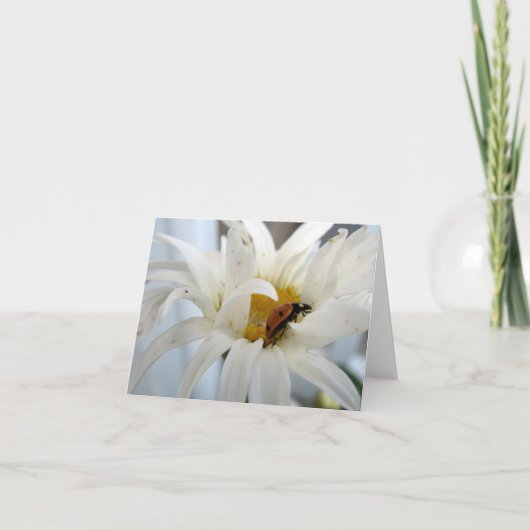 Ladybug sur une carte blanche de note Daisy (Devant)