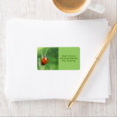 Ladybug sur une lame de Étiquettes d'herbe (En situation)