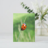 Ladybug sur une lame d'herbe Carte postale (Debout devant)