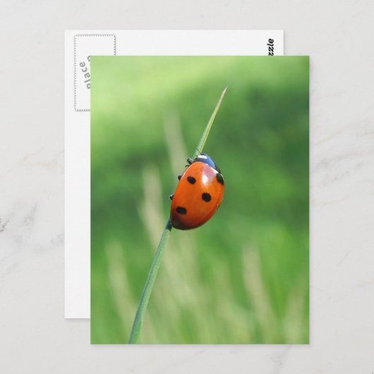 Ladybug sur une lame d'herbe Carte postale (Devant / Derrière)