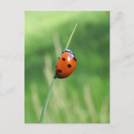 Ladybug sur une lame d'herbe Carte postale (Devant)