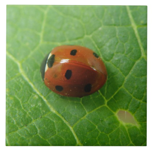 Ladybug Tile Tegeltje (Voorkant)