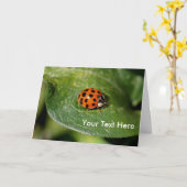 Ladybug Up Close Nature Carte photo (Fleur jaune)