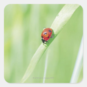 Ladybug Vierkante Sticker