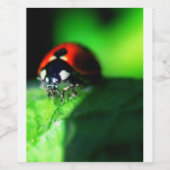 Ladybug Wijn Etiket (Enkel label)