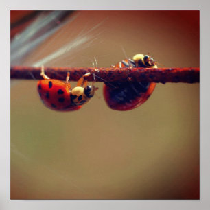 Ladybugs balanceren close poster