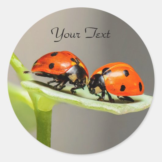 Ladybugs Beetles Classic Round Sticker (Voorkant)