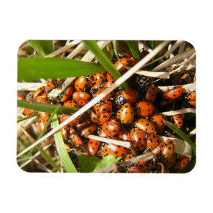 Ladybugs (Coccinellidae) Magneet