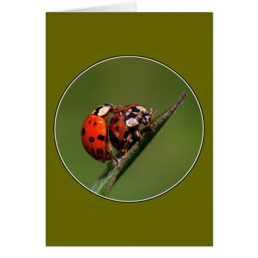 Ladybugs in Love (Voorkant)