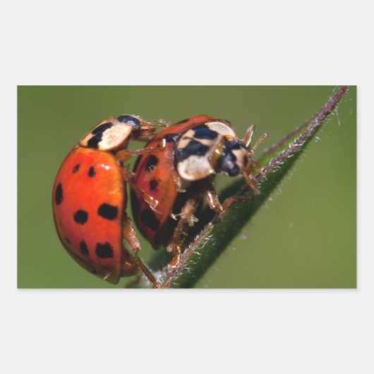 Ladybugs in Love Rechthoekige Sticker (Voorkant)
