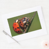 Ladybugs in Love Rechthoekige Sticker (Envelop)