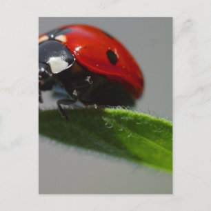 Ladybugs Insects Briefkaart
