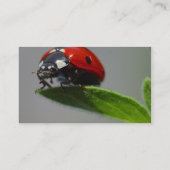 Ladybugs Insects Visitekaartje (Achterkant)