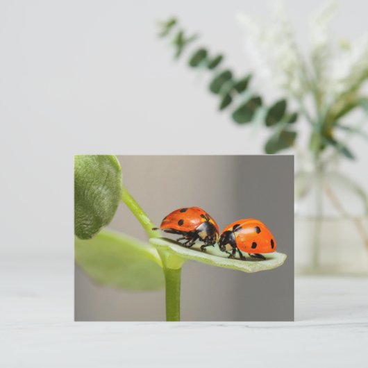 Ladybugs-kaart Briefkaart (Staand voorkant)
