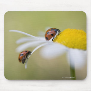 Ladybugs op een oxeye daisy, Biei, Hokkaido Muismat