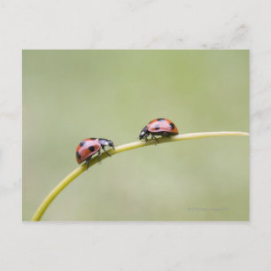 Ladybugs op stam, Biei, Hokkaido, Japan Briefkaart
