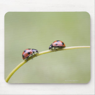 Ladybugs op stam, Biei, Hokkaido, Japan Muismat