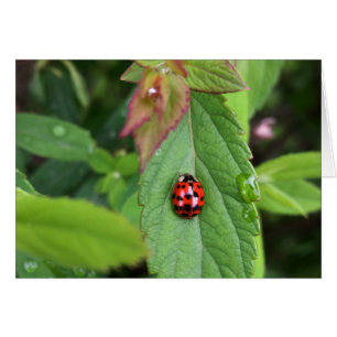 ladybule on leaf