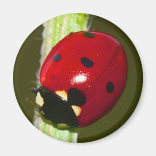ladykever magnet magneet