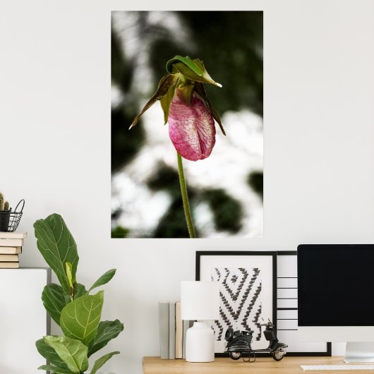 Lady's Slipper #8299 Afdruk Poster (Thuiskantoor)