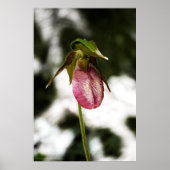 Lady's Slipper #8299 Afdruk Poster (Voorkant)