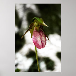 Lady's Slipper #8299 Afdruk Poster