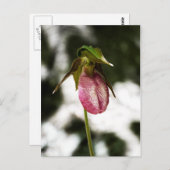 Lady's Slipper #8299 Briefkaart (Voorkant / Achterkant)