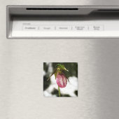 Lady's Slipper #8299 Magnet Magneet (Insitu (Vaatwasser))