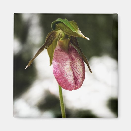 Lady's Slipper #8299 Magnet Magneet (Voorkant)