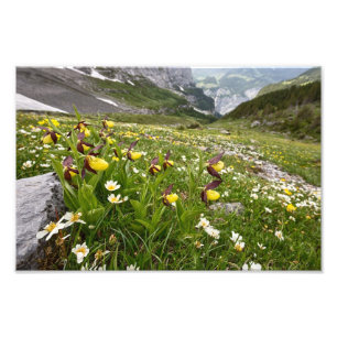 Lady's Slipper Orchid - Photo Print.