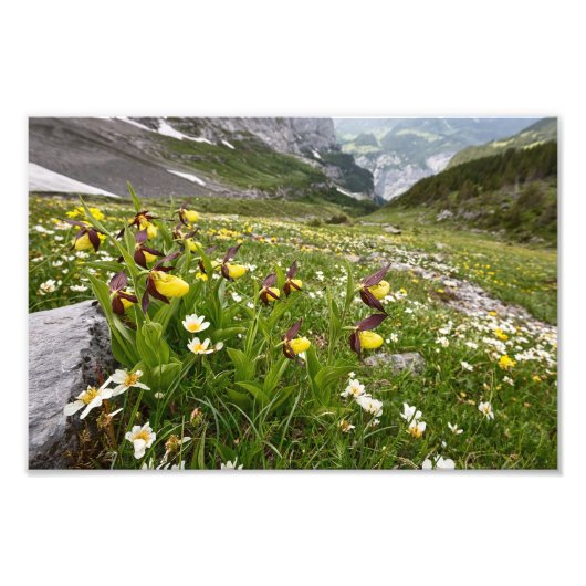 Lady's Slipper Orchid - Photo Print. (Devant)