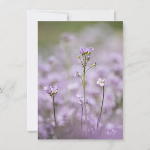 Lady's Smock Nature Carte photo