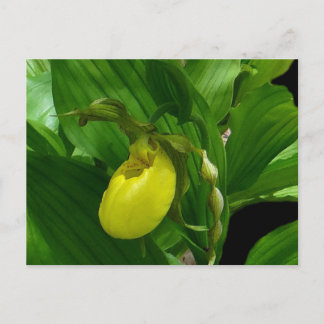Ladyslipper Yellow Briefkaart