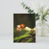 ladyvogel briefkaart (Staand voorkant)