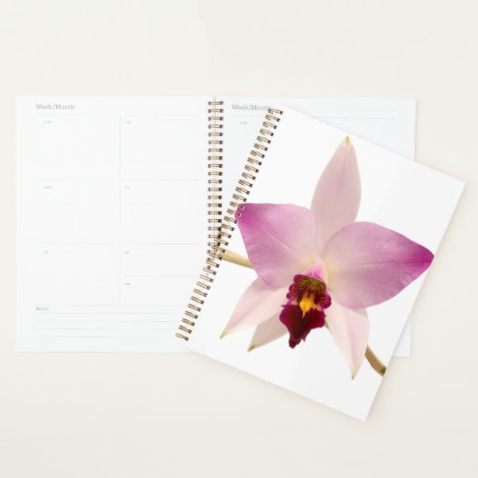 Laelia Ancep (Devant avec enveloppe)