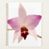 Laelia Ancep (Devant)