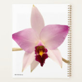 Laelia Ancep (Dos)