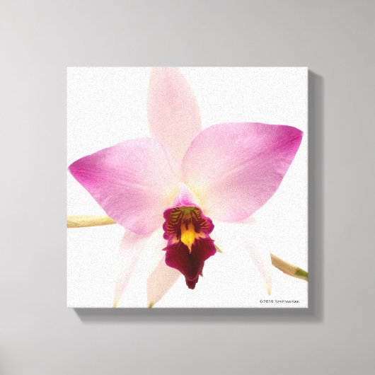 Laelia Ancep Canvas Afdruk (Voorkant)