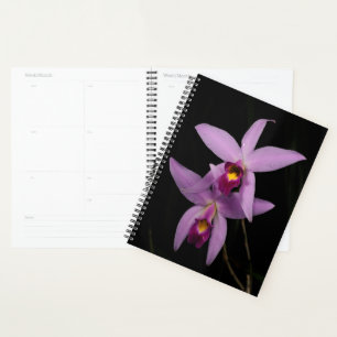 Laelia Anceps