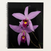 Laelia Anceps (Devant)
