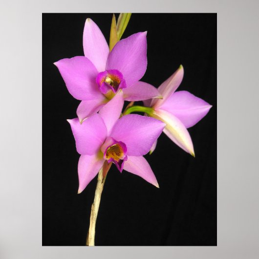 Laelia Anceps Poster (Voorkant)