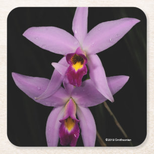 Laelia Anceps Vierkante Kartonnen Onderzetter