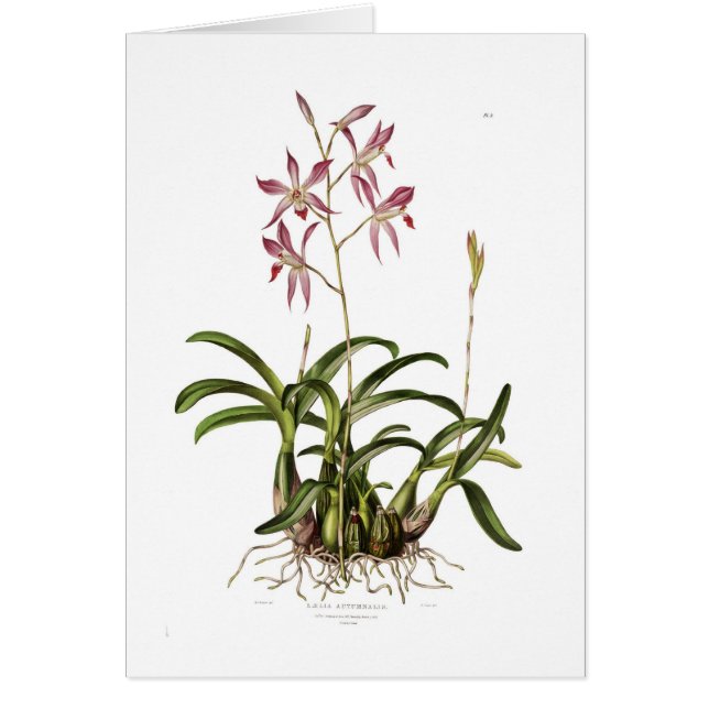 Laelia herfstnalis (Voorkant)