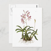Laelia herfstnalis briefkaart (Voorkant / Achterkant)